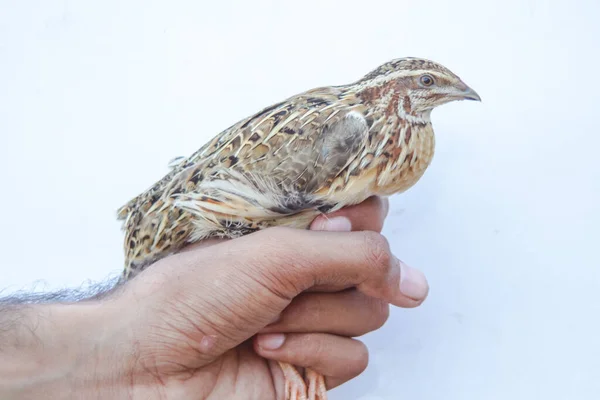 Man holds common quail in hand. Wild domestic common quail - coturnix coturnix, or European quail, is a small ground-nesting game bird in the pheasant family Phasianidae. Common quail. Wild quails.