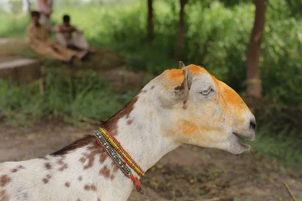 Close up of the Barbari goat eating grass in farm. Goat grazing in farm. Grazing castles. Barbari goat breed in India and Pakistan. Face closeup of a beautiful goat while eating grass.