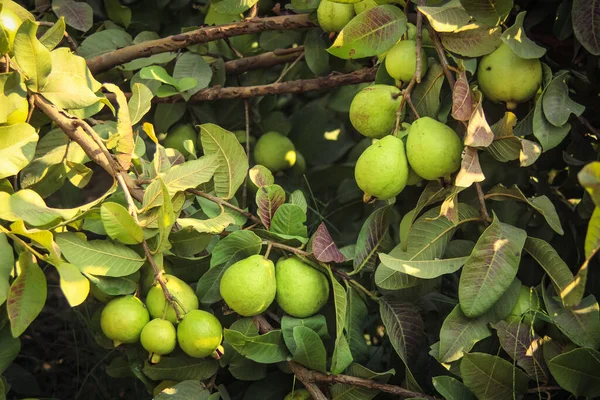 Capture of guavas hanging on the tree\'s branch. Hanging guava fruit. Close up of guavas . Healthy food concept. Guava. Ripe Tropical Fruit Guava on Guavas Tree. Guava fruit garden. Guavas tree.