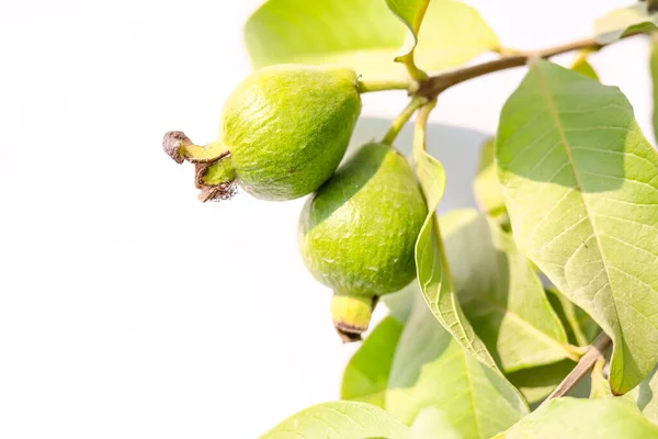 Closeup of guava  fruit hanging on branch against white background. Fresh guavas fruit against white background. Guavas tree. Guavas garden with fresh guavas fruit hanging on branch against white.