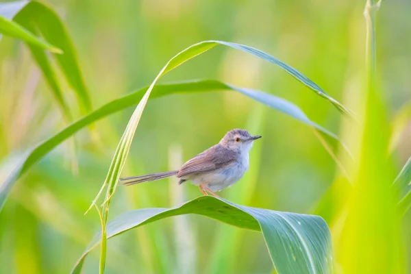 stock image Close up of Ashy Prinia sitting on pearl millet corn. Ashy prinia or ashy wren-warbler (Prinia socialis). Beautiful View of Ashy Prinia Bird. Wildlife photography. With selective focus on subject.