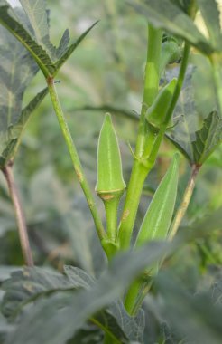 Çiftlikte ot yiyen Barbari keçisinin yakınına. Çiftlikte keçi otluyor. Çimen kaleler. Barbari keçileri Hindistan ve Pakistan 'da ürer. Ot yerken güzel bir keçinin yüzüne yakından bakın..