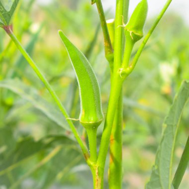Çiftlikte ot yiyen Barbari keçisinin yakınına. Çiftlikte keçi otluyor. Çimen kaleler. Barbari keçileri Hindistan ve Pakistan 'da ürer. Ot yerken güzel bir keçinin yüzüne yakından bakın..