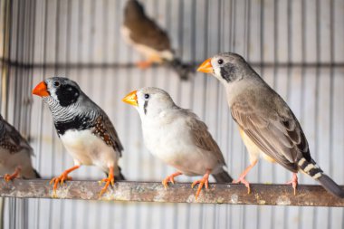 Zebra ispinozunun yüksek açılı çekimi. Cage 'de satışta. Kafesteki güzel Amadins kuşları. Zebra ispinozu kuş pazarında. Bulanık arka planda güzel küçük kuş.