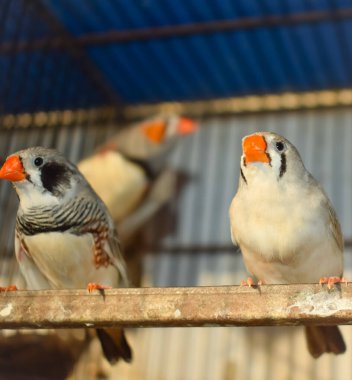 Zebra ispinozunun yüksek açılı çekimi. Cage 'de satışta. Kafesteki güzel Amadins kuşları. Zebra ispinozu kuş pazarında. Bulanık arka planda güzel küçük kuş.