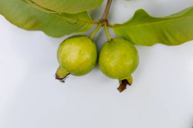 Beyaz arka planda asılı duran guava meyvesinin yakın çekimi. Beyaz arka plana karşı taze guava meyvesi. Guavas ağacı. Taze guava meyveli guava bahçesi beyaz dala asılı..