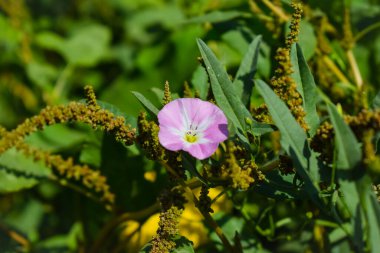 Yoğun yeşil yapraklarla çevrili açık ve kapalı beyaz çiçekli Avrupa sarmaşık otu ya da sürüngen Jenny ya da Ot Sarmaşığı bitkisi..