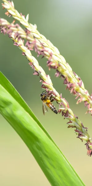 Honey bee flying and collecting nectar on corn grass. Flying Honey Bee collecting pollen on yellow corn grass seed. Flying Working Honey Bee collecting nectar. Bees photography. Selective focus.