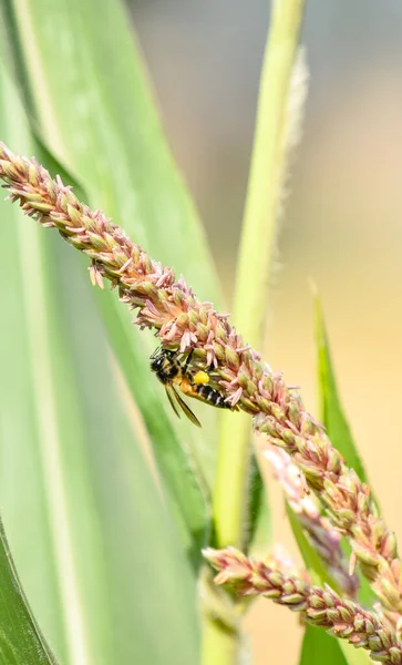 Honey bee flying and collecting nectar on corn grass. Flying Honey Bee collecting pollen on yellow corn grass seed. Flying Working Honey Bee collecting nectar. Bees photography. Selective focus.