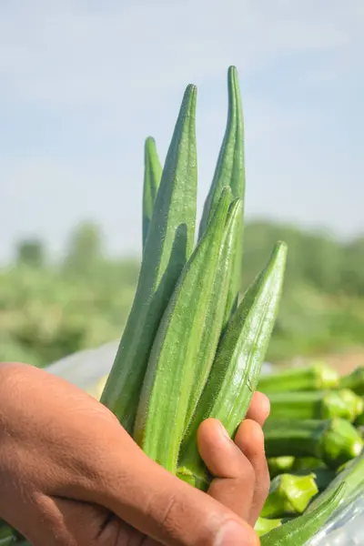 Close up of ladyfingers vegetable on hand. Close up of Okra .Lady fingers. Lady Fingers or Okra vegetable on hand in farm. Plantation of natural okra.Fresh okra vegetable. Lady fingers field.