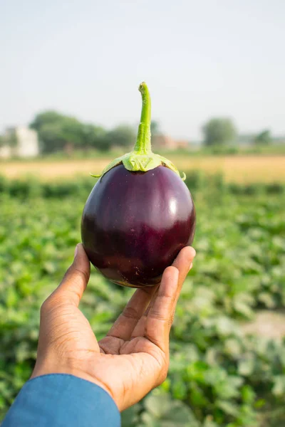Portrait of eggplant vegetables in the garden. A hand holding purple brinjal vegetables in the garden. aubergine or brinjal is a plant species in the nightshade family Solanaceae.Eggplant plant.