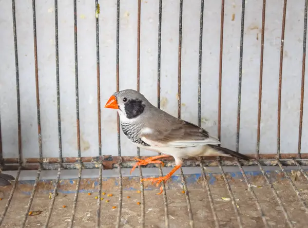 A high angle shot of zebra finch birds sitting in Cage in market for sale. Beautiful Amadins birds in cage. Zebra finch birds in bird\'s market. Beautiful small bird against blurred background.