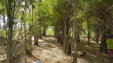 Tayland 'daki Bambu Ormanı