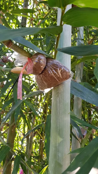 Tayland 'daki Bambu Ormanı