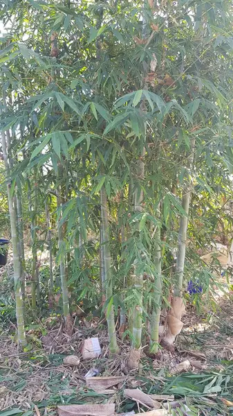 Tayland 'daki Bambu Ormanı