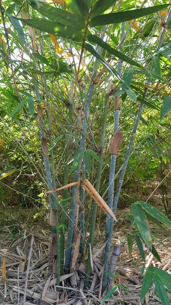 Tayland 'daki Bambu Ormanı
