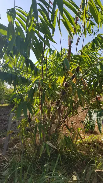 Tayland 'daki Bambu Ormanı