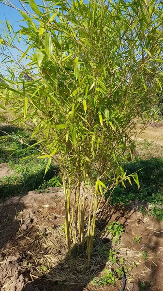 Tayland 'daki Bambu Ormanı