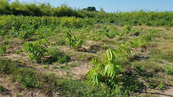 Tayland 'daki Bambu Ormanı