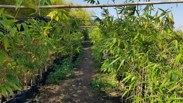 Tayland 'daki Bambu Ormanı