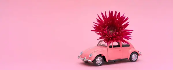 Pink toy car delivering pink crimson chrysanthemum flower. Valentines day, flower delivery, womens day. Place for text. Beautiful postcard mockup