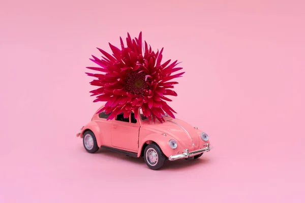 Pink toy car delivering pink crimson chrysanthemum flower. Valentines day, flower delivery, womens day. Place for text. Beautiful postcard mockup