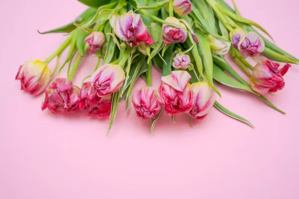 Floral banner pink background with place for text. Craft bag with tulips. Lots of spring tulip flowers. Tulips close-up of pink color. Spring flower copy space. Gift card, selective focus