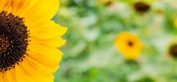 decorative sunflower flower on natural green background