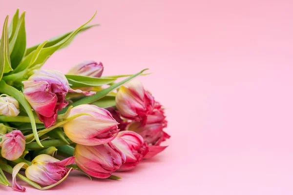 Floral banner pink background with place for text. Craft bag with tulips. Lots of spring tulip flowers. Tulips close-up of pink color. Spring flower copy space. Gift card, selective focus