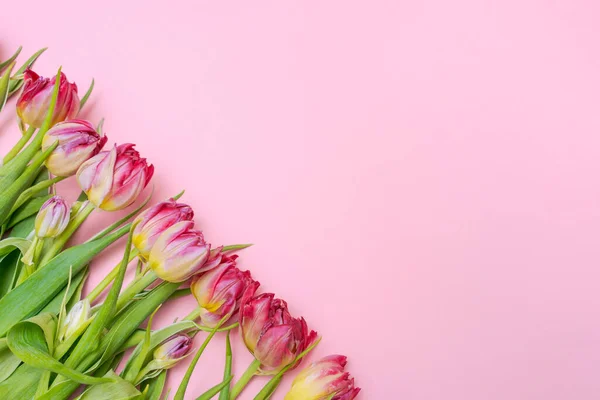 Pink tulip on pink background. Congratulations card for mothers day or international womens day. Minimalism, beautiful natural wallpaper. Spring flowers lie in a row, selective focus