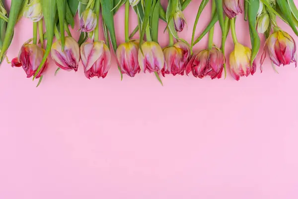 Pink tulip on pink background. Congratulations card for mothers day or international womens day. Minimalism, beautiful natural wallpaper. Spring flowers lie in a row, selective focus