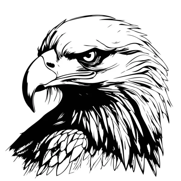Eagle Head Vector Art & Graphics