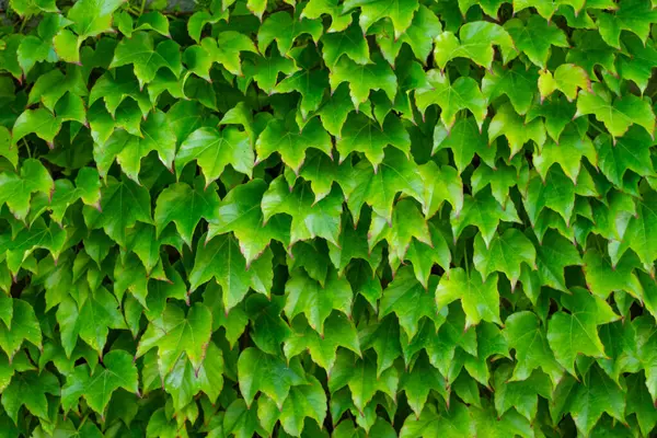 green vine with leaves is shown in image