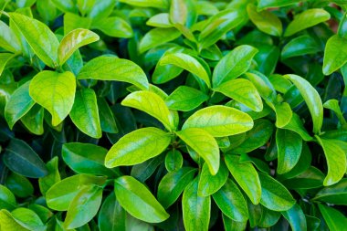 Çalıların üzerinde canlı yeşil yapraklardan oluşan yakın plan, doğal ışık dokularını aydınlatıyor. Doğa ve büyüme kavramı