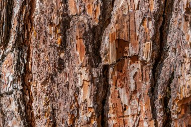 Zengin doku ve toprak tonlarını gösteren bir ağaç kabuğunun ayrıntılı görüntüsü. Doğal arka plan. Doğanın güzelliği ve dokusu kavramı