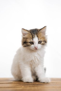 Bir kedi yavrusu ahşap masada oturuyor. Beyaz kürkü ve siyah çizgileri var. Yavru kedi kameraya bakıyor.