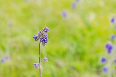 Mor bir çiçek yeşil çimlerin ön planında yer alır. Önplanda sadece çiçek var.