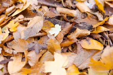 Üstünde yaprak olan sarı bir yaprak yığını. Yaprak sarıdır ve yeşil bir sapı vardır.