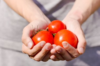 Bir insan elinde üç domates tutuyor. Domatesler kırmızıdır ve kişinin avucunun içine yerleştirilir.