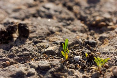 Toprakta küçük bir bitki büyüyor. Toprak kahverengi ve kayalık. Bitki yeşildir ve küçük bir gövdesi vardır.