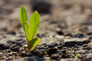 Toprakta küçük yeşil bir bitki büyüyor. Bitki küçük ve sapı var.