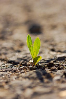 Toprakta küçük yeşil bir bitki büyüyor. Bitki küçük ve sapı var.