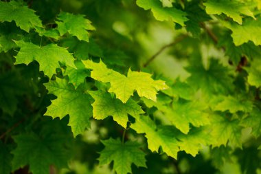 Ağaçtaki yeşil yaprakları kapat. Yapraklar yeşil ve hafif sarımsı bir rengi var. Yapraklar, derinlik ve hareket hissi yaratacak şekilde sıralanmış.