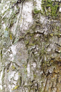 Üzerinde yosun yetişen ağaç gövdesi. Gövde eski ve pürüzlü bir dokusu var. Yosun, ağaca doğal ve kırsal bir görünüm verir.