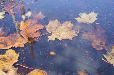 Yüzeyde yaprakları yüzen su birikintisi. Yapraklar sarı ve kahverengidir. Su bulanık ve yapraklar her yere dağılmış.