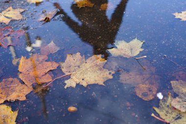 Suyun üzerinde insan gölgesi olan yapraklı su birikintisi. Yapraklar kahverengi ve su bulanık.