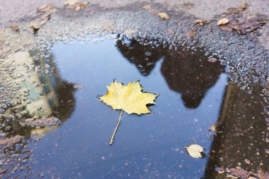 Yaprak su birikintisinde yüzüyor. Yaprak sarı ve su koyu.