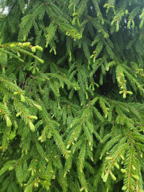 Çok sayıda yeşil yaprağı ve konisi olan yemyeşil bir ağaç. Yapraklar yoğun bir gölgelik oluşturacak şekilde düzenlenmiştir. Gölge ve sükunet hissi verir.