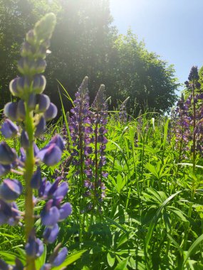 Arka planda parlak mavi bir gökyüzü olan mor çiçek tarlası. Çiçekler uzun ve gökyüzü açık.