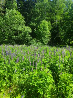 Lupinler ve kır çiçekleri de dahil olmak üzere çeşitli mor çiçeklerle dolu yemyeşil bir tarla. Çimler de yeşildir ve genel manzara canlı ve hayat doludur. Saha çok güzel.